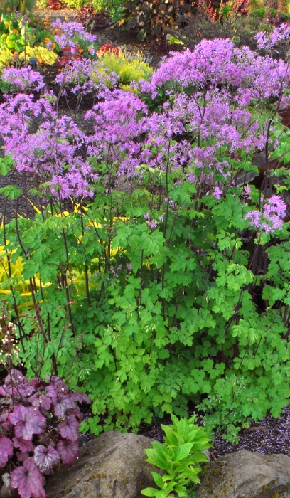 THALI AQU BLACK STOCKINGS #1