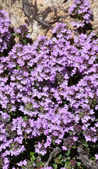 THYM PRA PURPLE CARPET 2.25"/24T