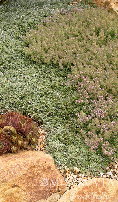 THYMUS PSE WOOLY THYME 2.25"/24T