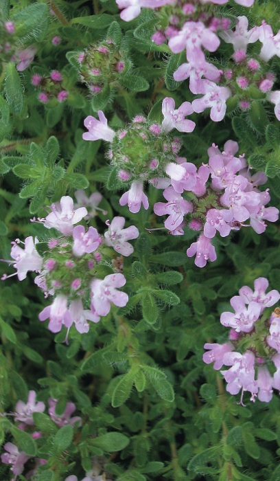 THYMUS SER PINK CHINTZ 10CELL/4"