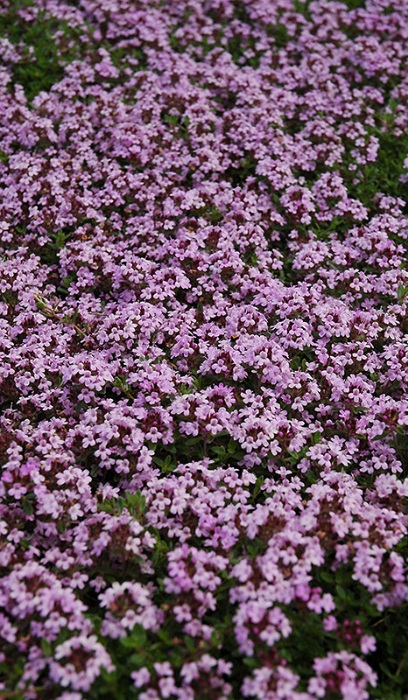 THYMU COC RED CREEPING 2.25"/24T