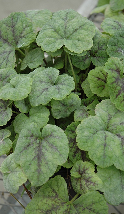 TIARELLA RUNNING TAPESTRY #1