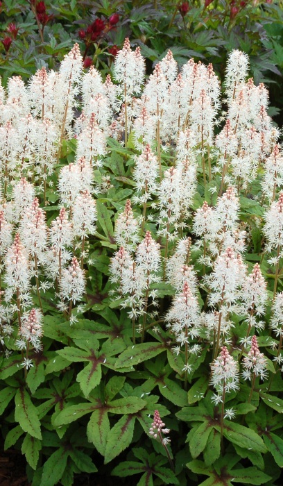 TIARELLA SPRING SYMPHONY #1