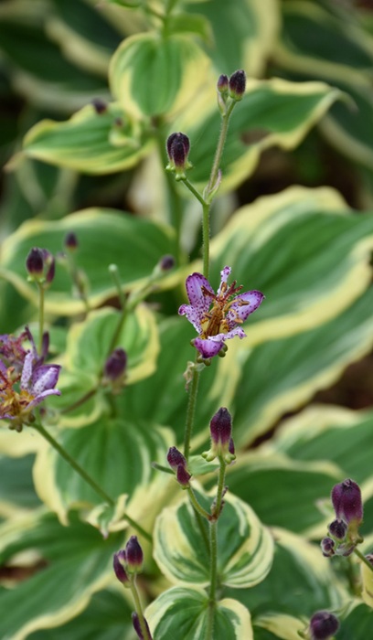 TRICY FOR SAMURAI TOAD LILY #1