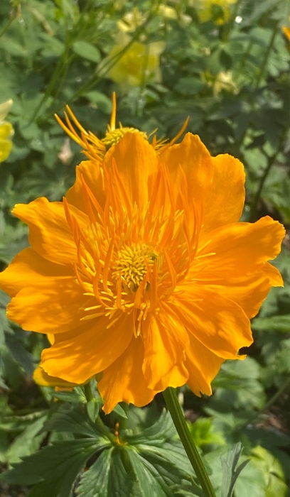 TROLLIUS CHI GOLDEN QUEEN #1