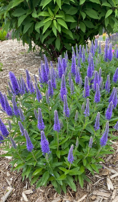 VERON LON SKYWARD BLUE #1