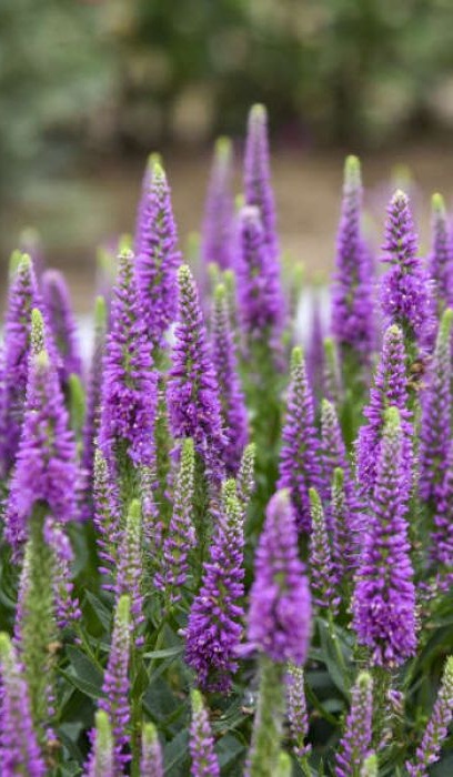 VERON DA VINCI DELIGHT #1