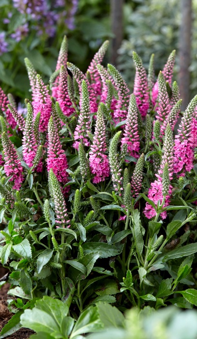 VERONICA BUBBLEGUM CANDLES #1