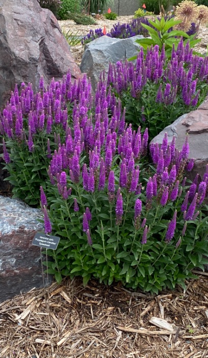 VERON SPI PURPLEGUM CANDLES #1