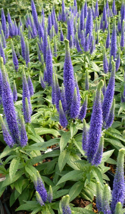 VERONICA SPI ROYAL CANDLES #1