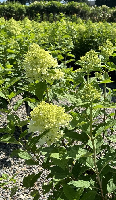 HYDRA PAN LIMELIT 1.75"OR36"BB