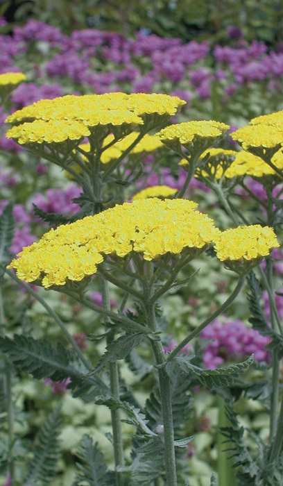 ACHILL X MOONSHINE #1 YARROW