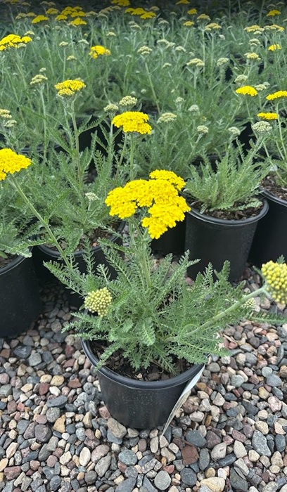 ACHILL MIL LITTLE MOONSHINE #1