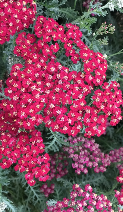 ACHILL MIL NEW VINTAGE RED #1