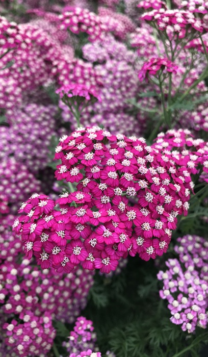 ACHILL MIL NEW VINTAGE VIOLET #1