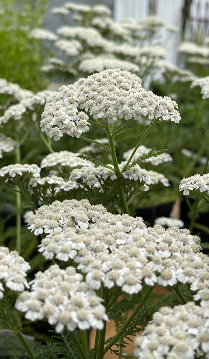 ACHILL MIL NEW VINTAGE WHITE #1