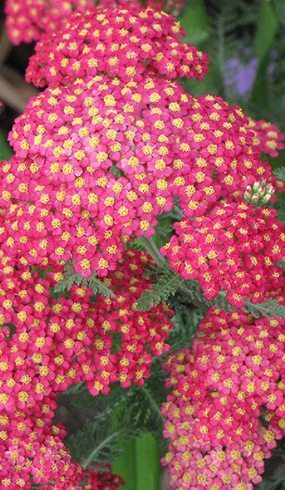 ACHILL MIL PAPRIKA #1 YARROW