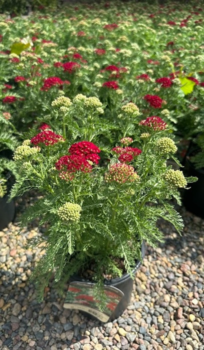 ACHILL MIL POMEGRANATE #1 YARROW