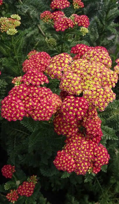 ACHILL MI STRAWBERRY SEDUCTION#1