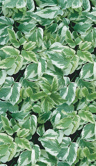 AEGOP SNOW ON THE MOUTAIN 4"/10T