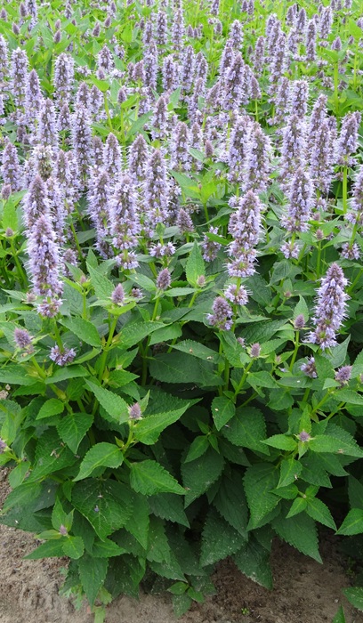 AGAST X BLUE FORTUNE #1 HYSSOP