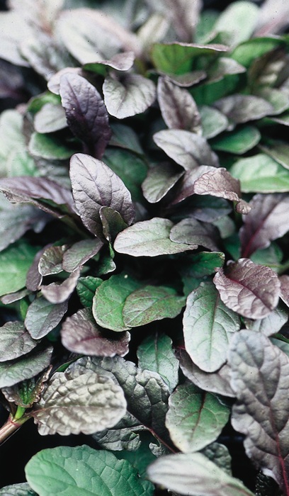 AJUGA REP BRONZE BEAUTY 10CELL/4