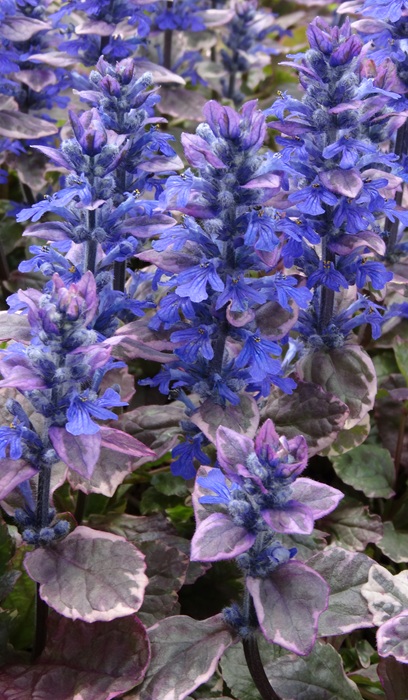 AJUGA RE BURGUNDY GLOW 10CELL/4"
