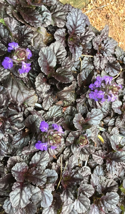 AJUGA BLACK SCALLOP 10CELL/4"