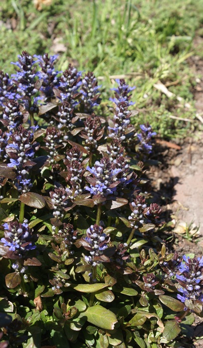 AJUGA X CHOCOLATE CHIP 10CELL/4"