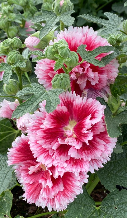 ALCEA ROS FIESTA TIME #2