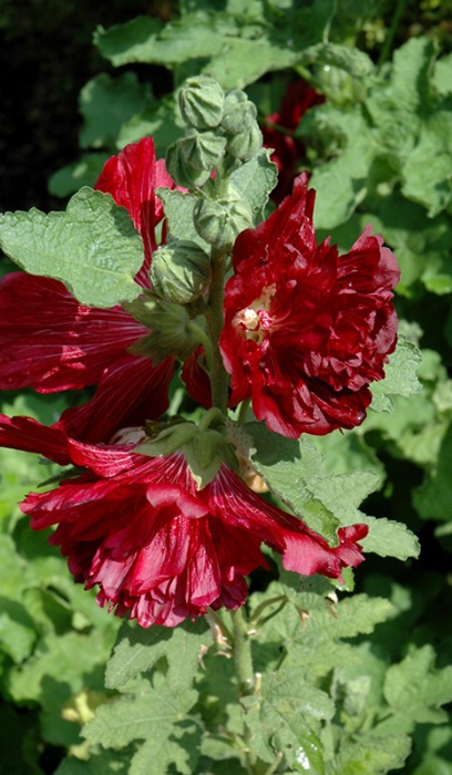ALCEA ROS SPRING CELEB CRIMSON#1