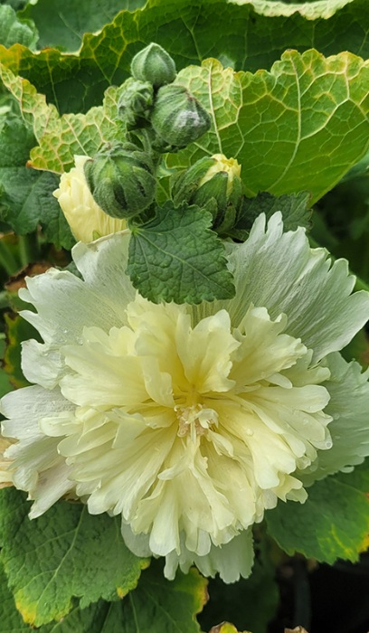 ALCEA ROS SPRING CELEB LEMON #1
