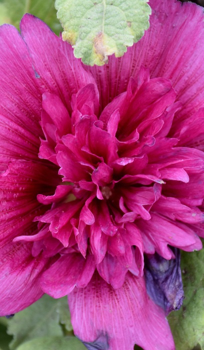 ALCEA ROS SPRING CELEB PURPLE #1