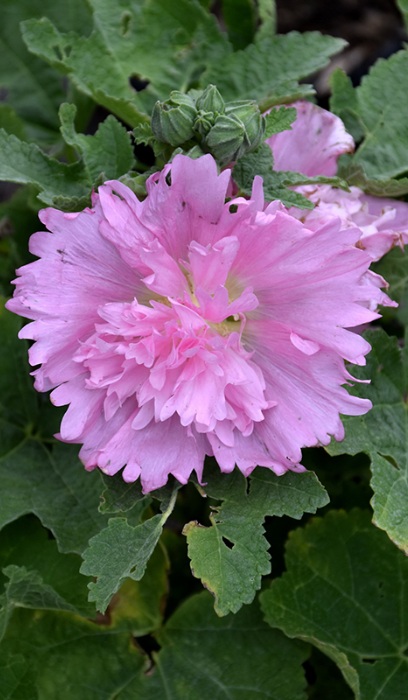 ALCEA ROS SPRING CELEB PINK #1