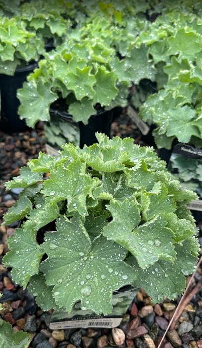 ALCHE MOL LADY'S MANTLE #1