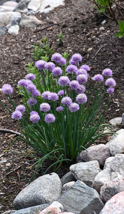 ALLIUM SCHOENOPRASUM #1 CHIVE
