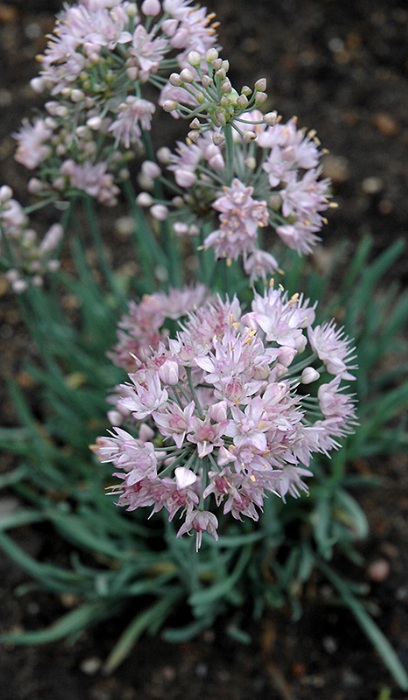 ALLIUM SEN BLUE EDDY #1