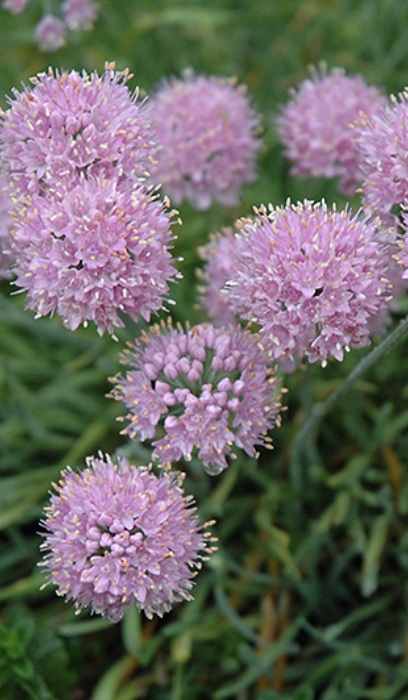 ALLIUM SEN GLAUCUM #1