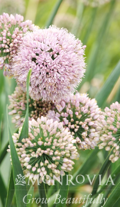 ALLIUM BUBBLE BATH #2