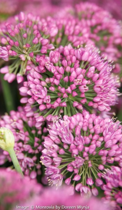 ALLIUM COLBALT MILLENIUM #1