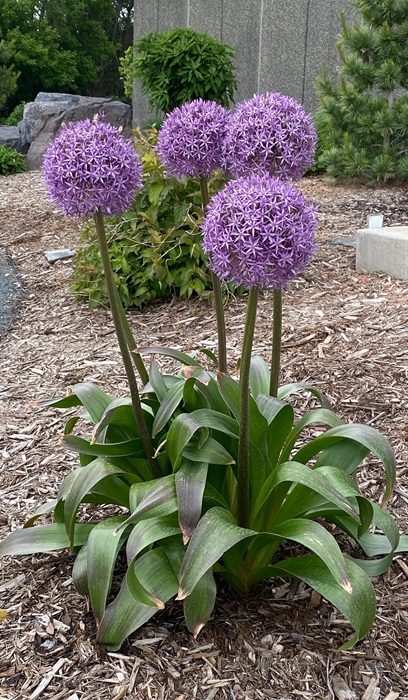 ALLIUM GLOBEMASTER #2