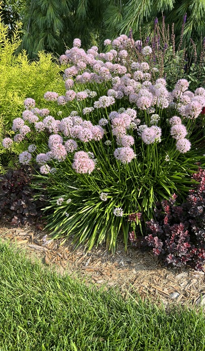 ALLIUM TAN SUMMER BEAUTY #1