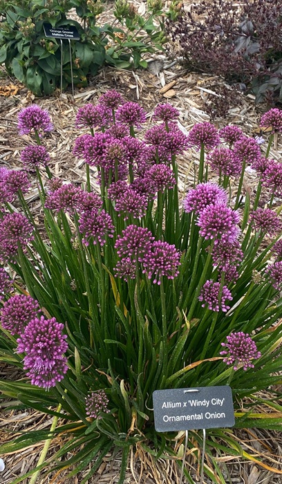 ALLIUM X WINDY CITY #1