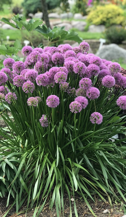 ALLIUM MILLENIUM #1