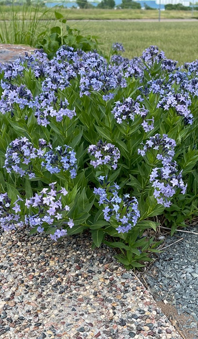 AMSONIA X BLUE ICE #1