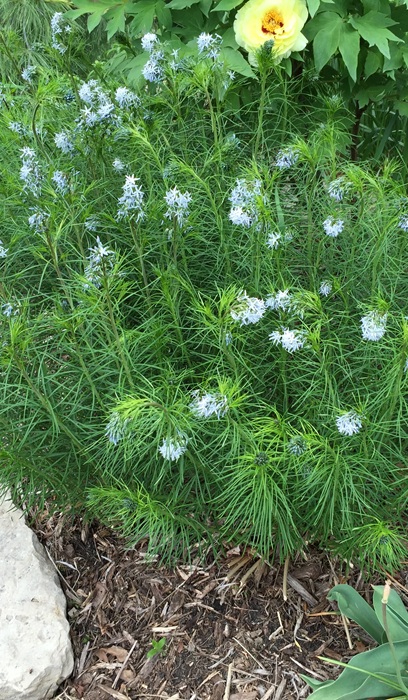 AMSONIA X HUBRICHTII #1