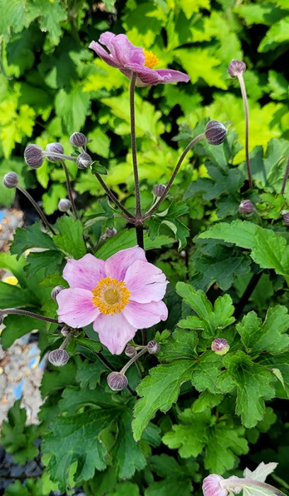 ANEMONE HUP PINK SAUCERS #1