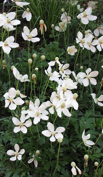 ANEMONE SYL SNOWDROP #1