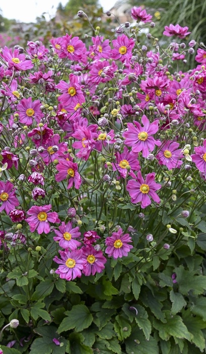 ANEMO CURTAIN CALL DEEP ROSE #1