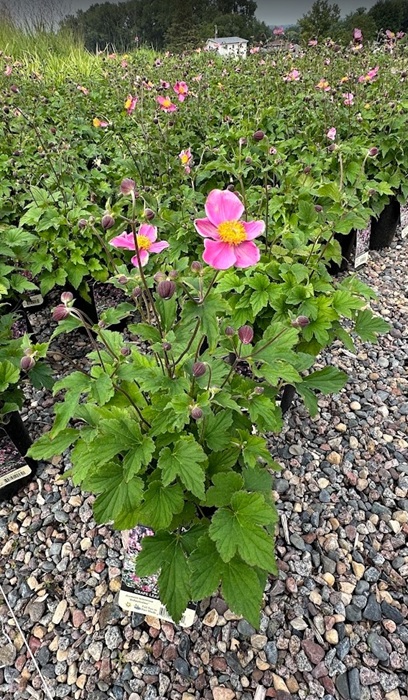 ANEMONE TOM ROBUSTISSIMA #1